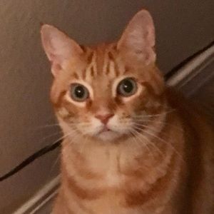 Meet your Posher, Donna